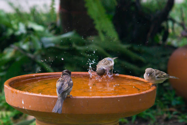 istock Little birds are take bath 1194225671