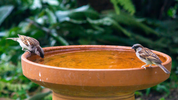 istock Little birds are take bath 1194225753