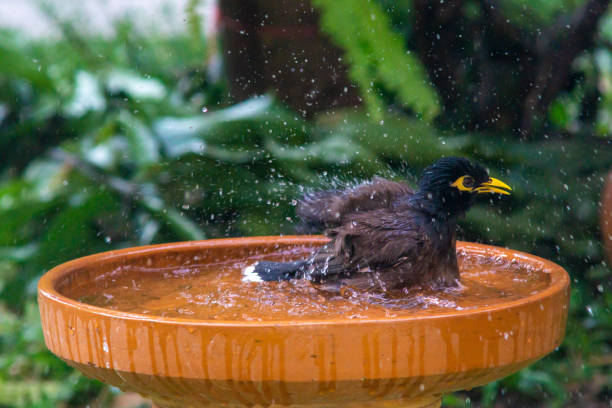 istock Little birds are take bath 1194225797
