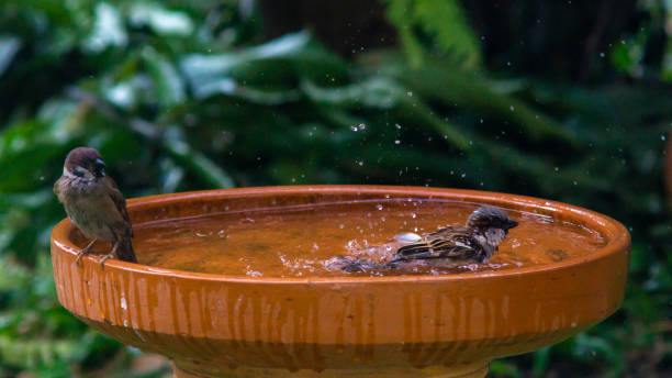istock Little birds are take bath 1194225839