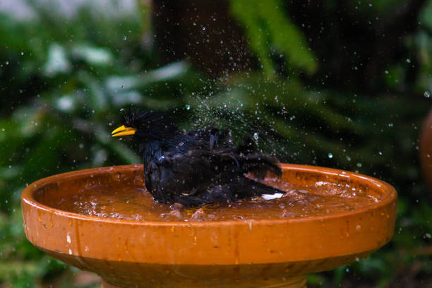 istock Little birds are take bath 1194225885