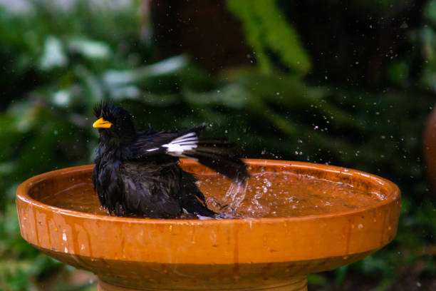 istock Little birds are take bath 1194225975