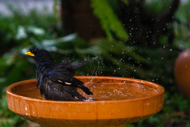 istock Little birds are take bath 1194226157