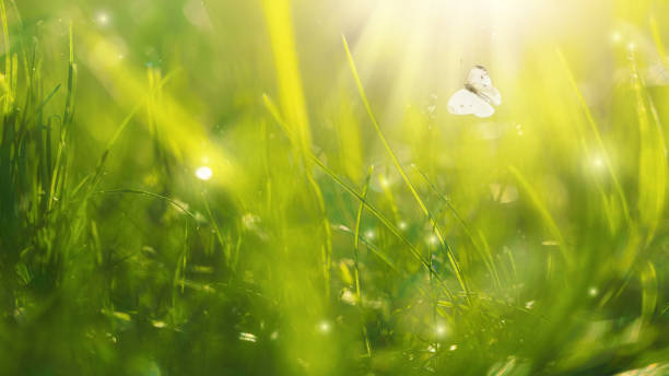 a butterfly with yellow-brown wings sits on the green grass