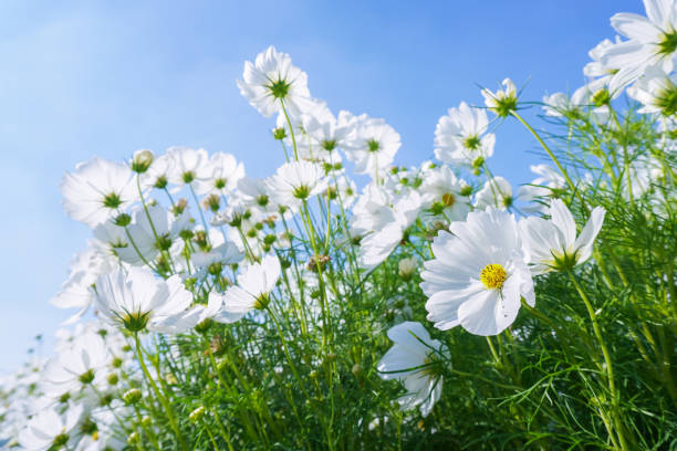 istock Close-Up Of White Flowering Plants Against Blue Sky 1194228521