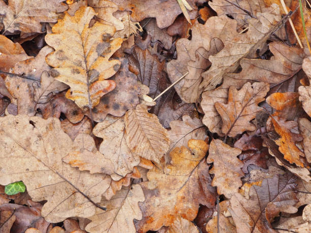 istock autumn yellow leaves and trees 1194228812