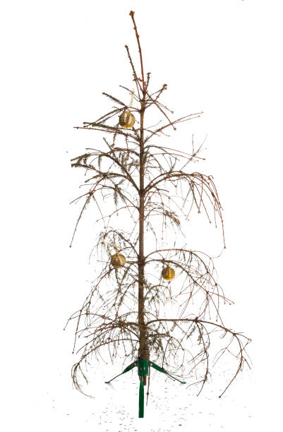 dried christmas pine tree stripped of its needles. Isolated on white background.
