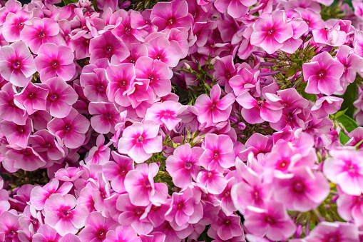Floral background of pink blooming Phlox paniculata. Texture effect, selective focus.