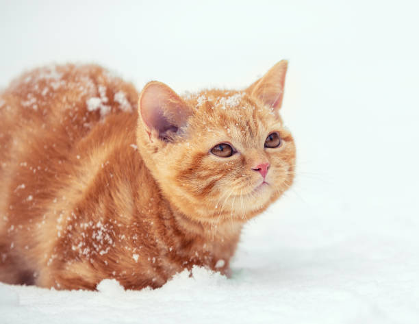 istock A cute ginger kitten is sitting in the snow 1194231259