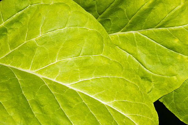 Two Step Of Tobacco Leafs From Northern Thailand