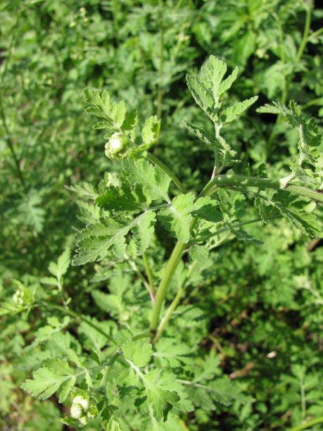 istock Tanacedum parthenium plant (feverfew) in a garden 1194234012
