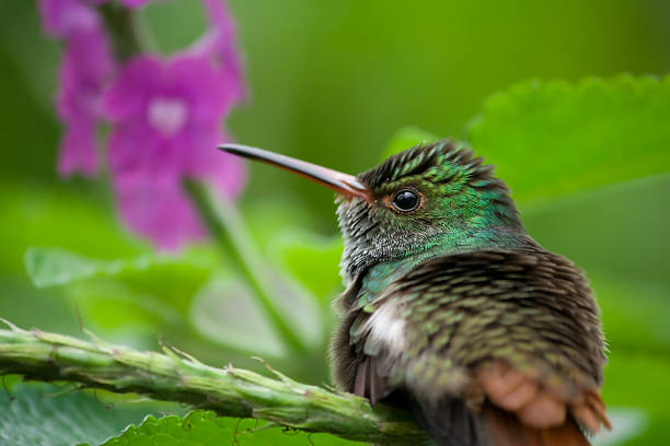 Hummingbird at Costa Rica stock photo