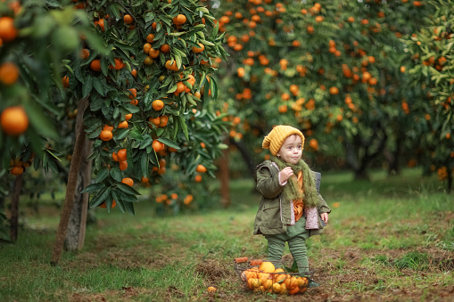 Child girl 3-4 years in a warm hat and jacket under a tree with ripe tangerines.