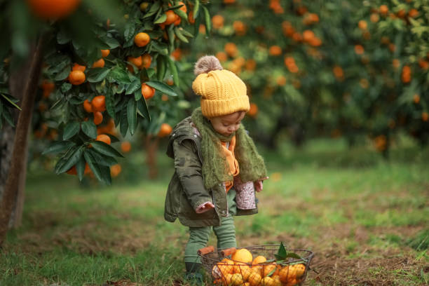 fille d'enfant 3-4 ans dans un chapeau et une veste chauds sous un arbre avec des mandarines mûres - child caucasian little girls 3 4 years photos et images de collection