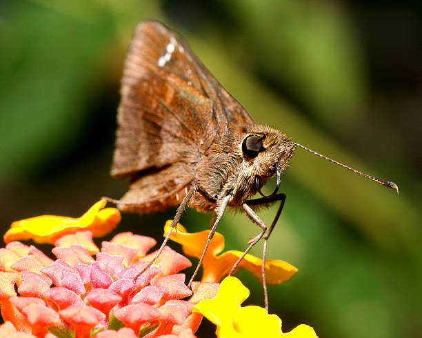 Butterfly stock photo