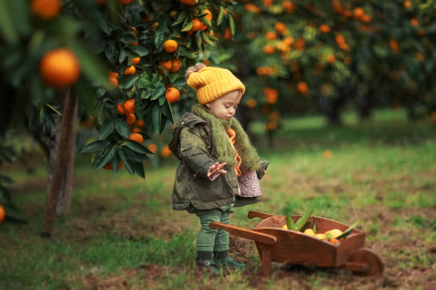 fille d'enfant 3-4 ans dans un chapeau et une veste chauds sous un arbre avec des mandarines mûres - child caucasian little girls 3 4 years photos et images de collection