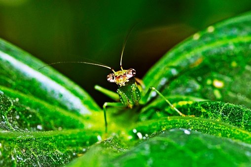 Praying mantis on green leaf.