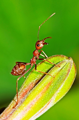 Ant climbing plant.