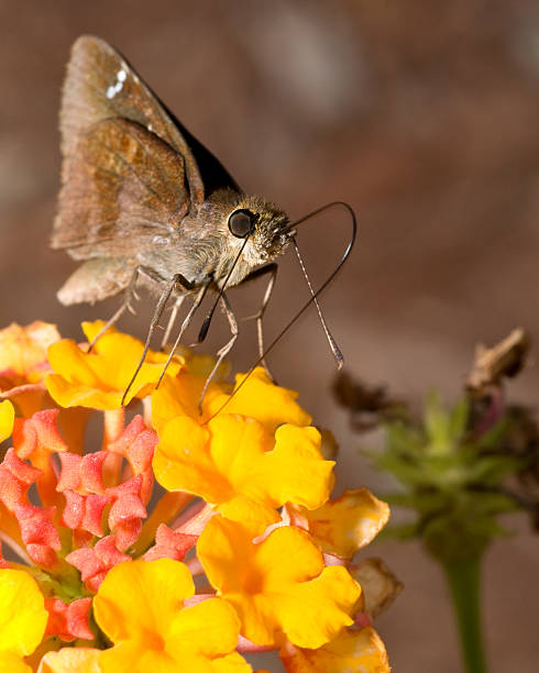 Butterfly and Flower stock photo