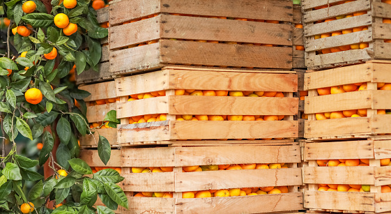 Juicy tangerines stacked in wooden boxes and ready to be sent to the buyer.