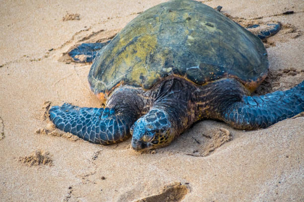 istock A Green Sea Turtle in Maui, Hawaii 1194235991