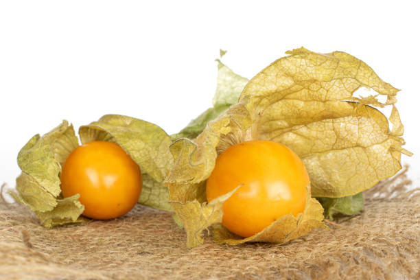 physalis orange frais isolé sur le blanc - cape gooseberries photos et images de collection