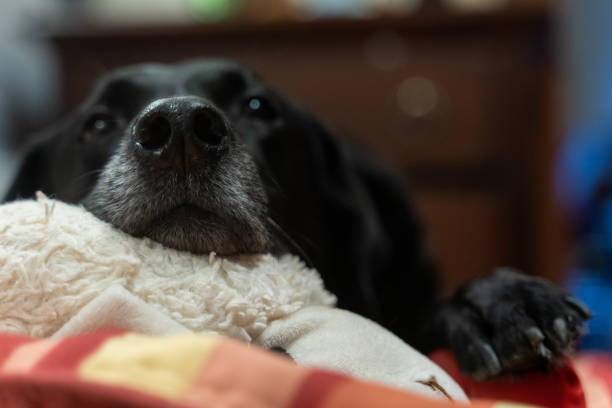 黒いラブラドールのレトリバー犬は、ぬいぐるみに頭を乗せた彼のベッドの上で休んでいる。鼻に焦点を当て、意図的に犬の残りの部分にぼかします - dog black labrador retriever animal nose ストックフォトと画像