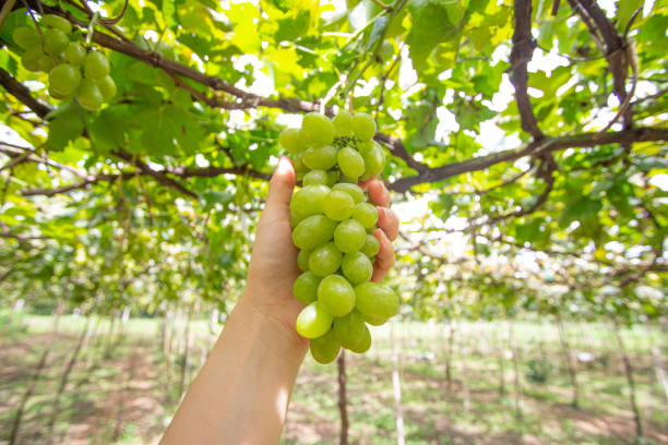 istock bunch of green grapes in hand 1194239830