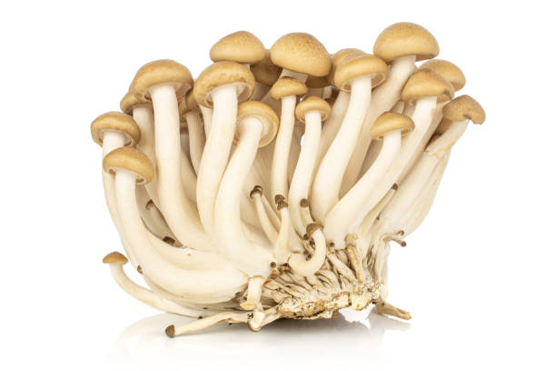 istock Brown shimeji mushroom isolated on white 1194240588