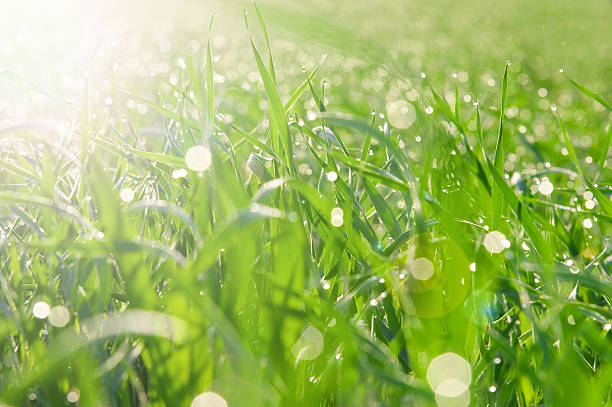 istock Patches of light from dew on a grass 119424067