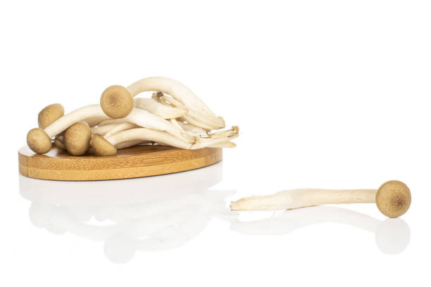 brown shimeji mushroom isolated on white - mushroom stem cap plate imagens e fotografias de stock
