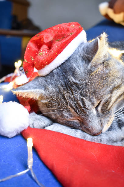 istock Gray cat with santa hat having a nap 1194242499