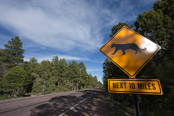 istock Beware of Puma Crossing 119424283