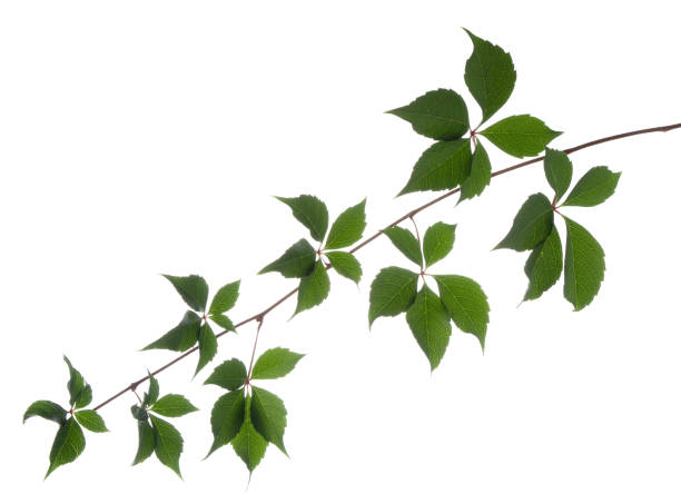 istock Wild vine branch with green leaves isolated on white background 1194243312