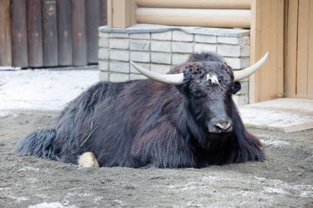 istock Tibetan bull. Yak. 1194244892