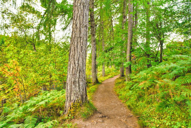 istock Corrieshalloch Gorge - national park - Scotland 1194245942