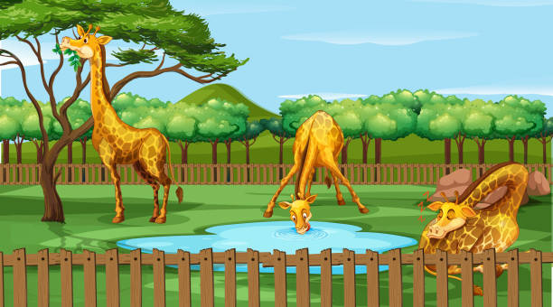 Giraffe Drinking Illustrations, Royalty-Free Vector Graphics & Clip Art - iStock Giraffe Drinking Illustrations, Royalty-Free Vector Graphics & Clip Art - iStock