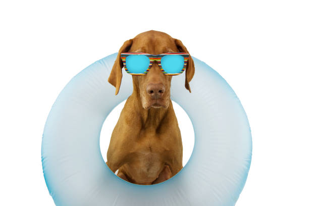 istock dog summer vacations inside a blue inflatable float pool wearing sunglasses. Isolated on white background. 1194247122