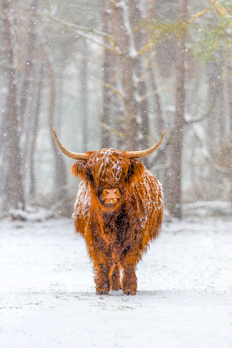 Retrato de una vaca highland escocesa en la nieve photo
