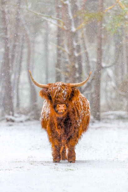 Portrait of a Scottish Highland cow in the snow Portrait of a Scottish Highland cow cattle in the snow during winter. The Scottish Highlanders are used in the nature conservation of the Veluwe to ensure that heather areas do not grow densely. scottish highlands photos stock pictures, royalty-free photos & images