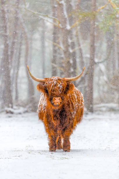 Portrait of a Scottish Highland cow in the snow Portrait of a Scottish Highland cow cattle in the snow during winter. The Scottish Highlanders are used in the nature conservation of the Veluwe to ensure that heather areas do not grow densely. highland cattle stock pictures, royalty-free photos & images