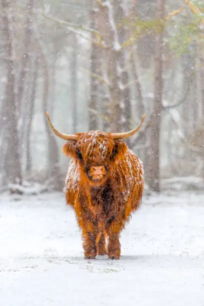 Portrait of a Scottish Highland cow cattle in the snow during winter. The Scottish Highlanders are used in the nature conservation of the Veluwe to ensure that heather areas do not grow densely.