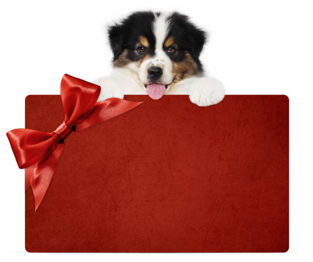 perro cachorro mostrando tarjeta de regalo roja con lazo de cinta aislado en fondo blanco, veterinario y plantilla de tienda de mascotas para navidad, saludo o evento promocional - can label packaging blank fotografías e imágenes de stock