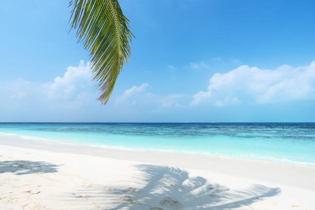 istock Tropical beach with palm leafs and turquoise sea 1194248992