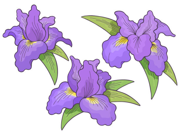 386 Iris Flower Cartoon Illustrations & Clip Art - iStock