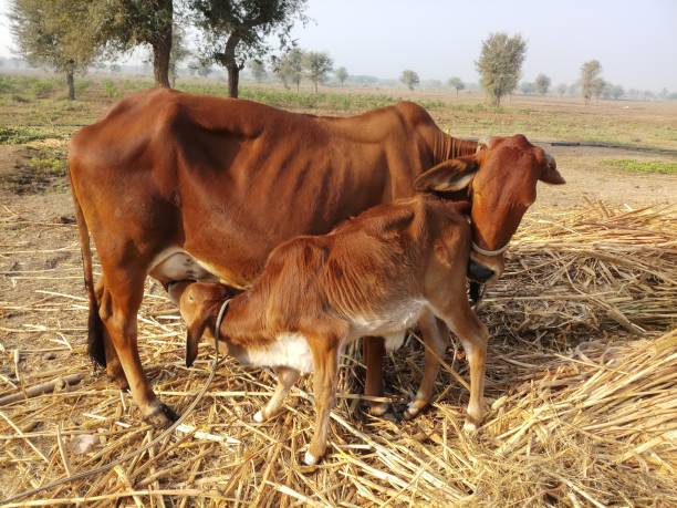 istock Love of Mother 1194249709