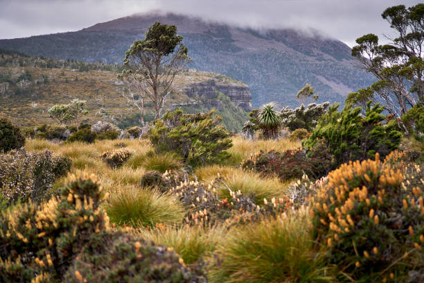 istock Alpine Summer Landscape - Overland Track 1194250122