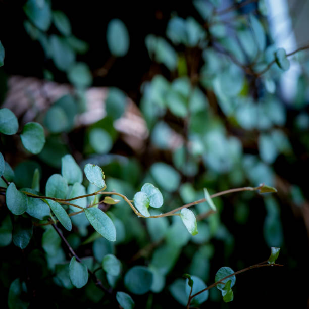 istock Green defocused plant leaves. 1194250235