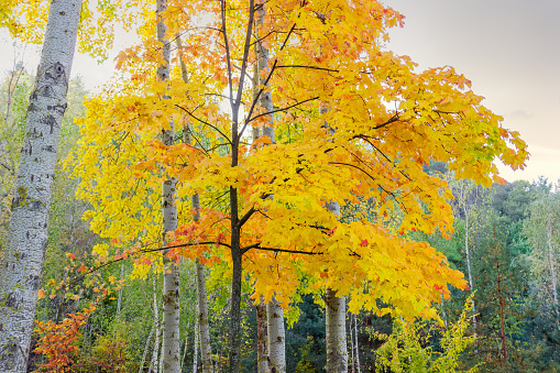 Young maple with autumn bright varicolored leaves among the aspen trunks against the other trees and cloudy sky