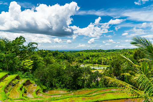 Rice fields on Bali. Mountains in clouds on the background,